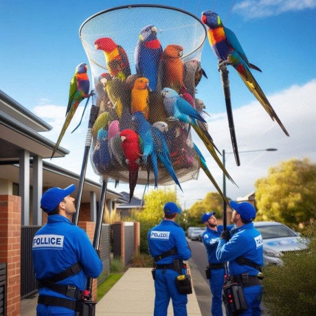 bird-removal-in-melbourne-big-0