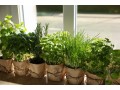 shop-fresh-and-green-indoor-herbs-for-your-home-small-1