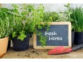 shop-fresh-and-green-indoor-herbs-for-your-home-small-0