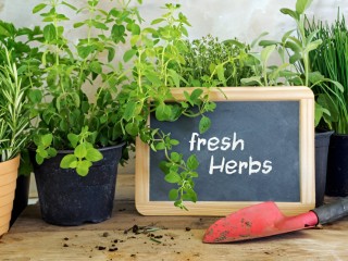 Shop Fresh and Green Indoor Herbs for Your Home