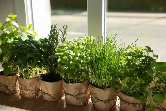 shop-fresh-and-green-indoor-herbs-for-your-home-big-1