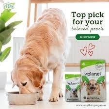 best-dog-food-for-weight-loss-labrador-big-0