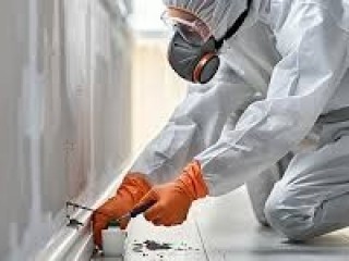 Termite Control In Abu Dhabi - Shinex Care