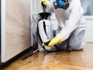 Professional Termite Extermination In Abu Dhabi - Shinex Care