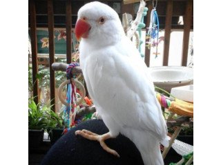 Buy ARA Parakeet Parrot
