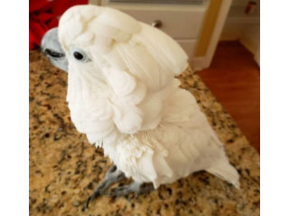 Bare-Eyed Cockatoo (Little Corella Cockatoo) for sale