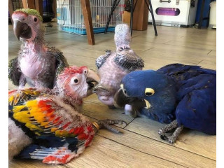 Baby Parrots for Sale