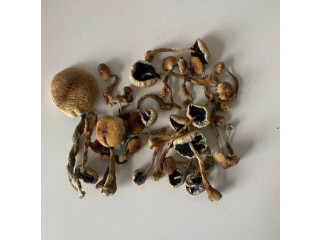 Cubensis Mushroom ( Magic shrooms Near Me )