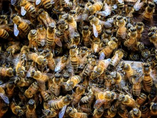 Melbournes Trusted Bee Removal Experts - Safe and Effective