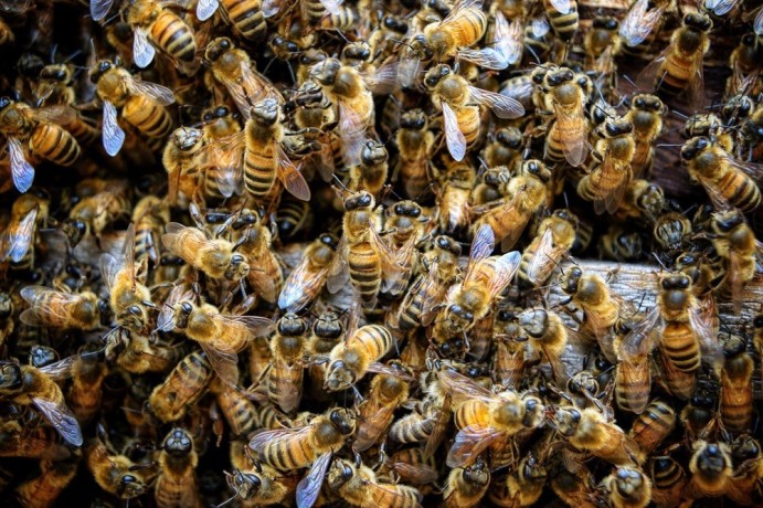 melbournes-trusted-bee-removal-experts-safe-and-effective-big-0