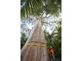 professional-tree-removal-service-in-sydney-small-1