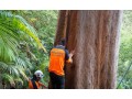 professional-tree-removal-service-in-sydney-small-2