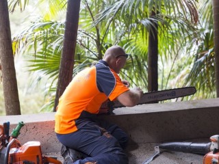 Professional Tree Removal Service in Sydney