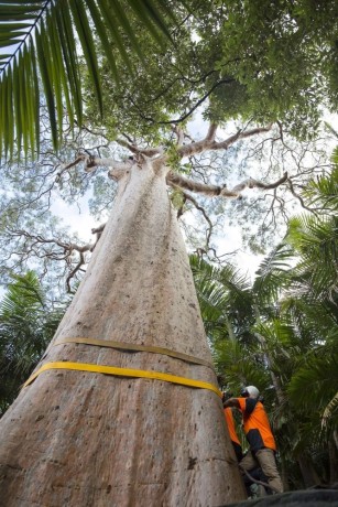 professional-tree-removal-service-in-sydney-big-1