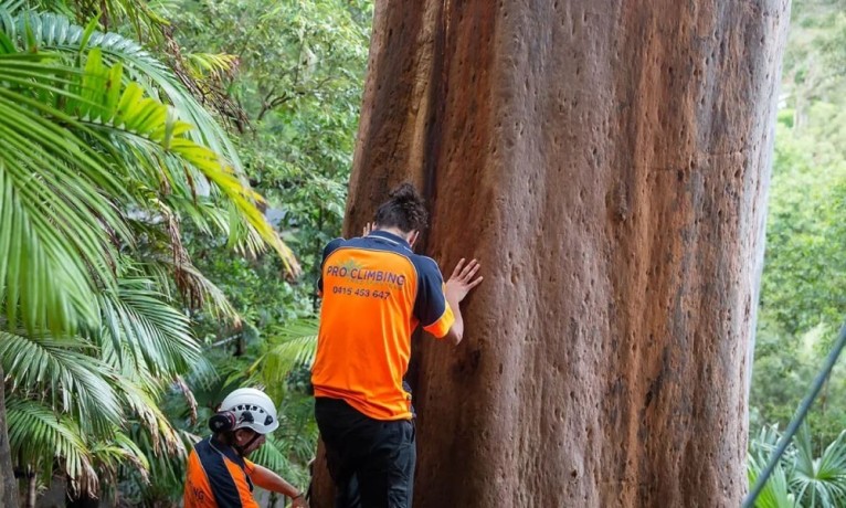 professional-tree-removal-service-in-sydney-big-2