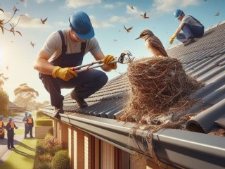 Bird Nest Removal Melbourne