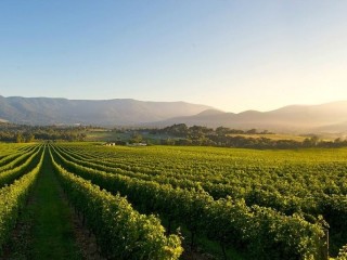 Winery in Victoria Australia