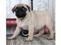 healthy-pug-puppies-for-sale-small-0