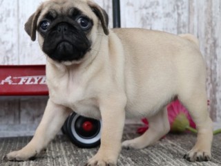 Healthy Pug Puppies for Sale