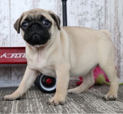 healthy-pug-puppies-for-sale-big-0