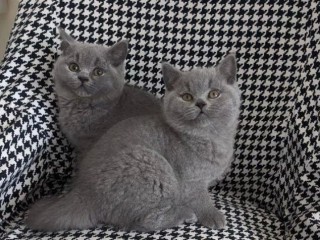 Gorgeous British short hair Kittens Available Now!