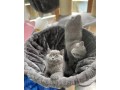 gorgeous-british-shorthair-kittens-for-adoption-small-0