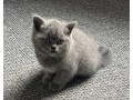 gorgeous-british-shorthair-kittens-for-adoption-small-1