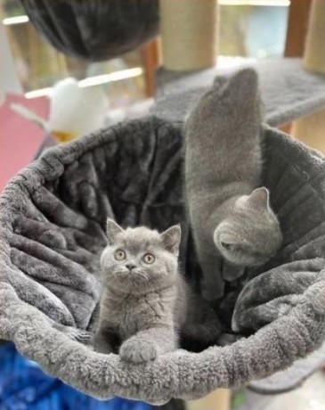 gorgeous-british-shorthair-kittens-for-adoption-big-0