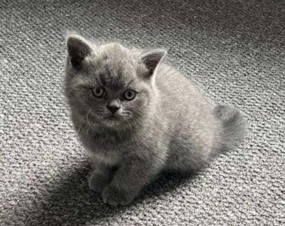 gorgeous-british-shorthair-kittens-for-adoption-big-1