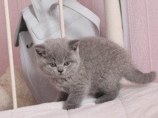 British Shorthair Abby