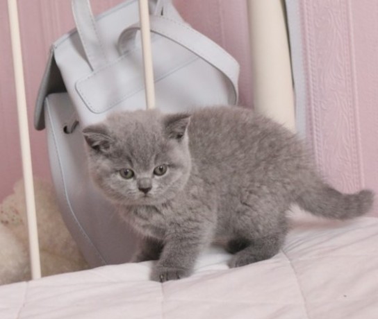 british-shorthair-abby-big-0