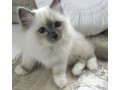 excellent-ragdoll-kitten-alfie-small-0