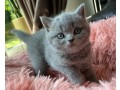 nice-british-shorthair-bella-small-0