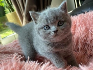 Nice British Shorthair Bella.