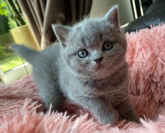 nice-british-shorthair-bella-big-0