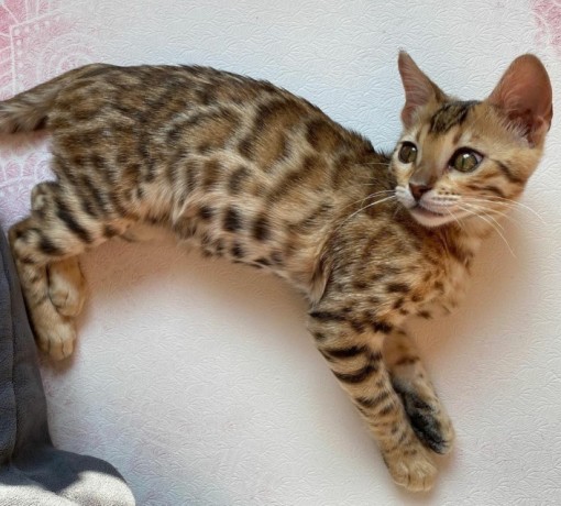 buy-bengal-kitten-chewbacca-big-0