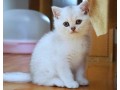 purchase-british-shorthair-cleo-small-0