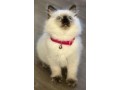 buy-perfect-ragdoll-kitten-drake-small-0