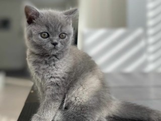 Nice British Shorthair Felix