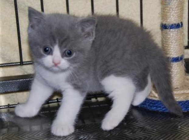 beautiful-british-shorthair-hana-big-0