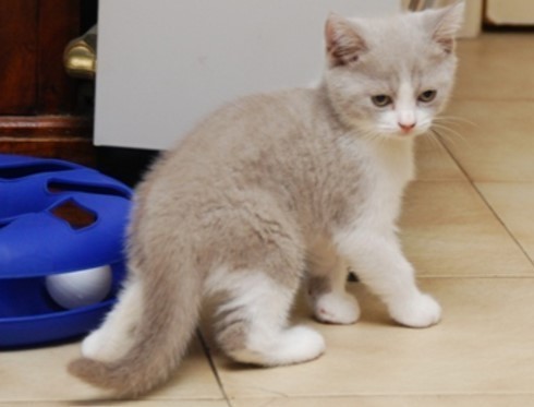 cute-british-shorthair-lucy-big-0