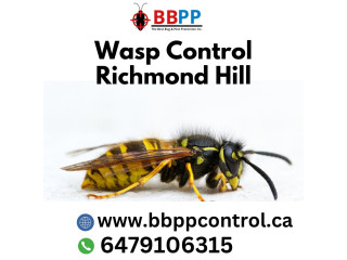 B.B.P.P. Wasp Control Service Richmond Hill - Free