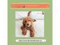 labradoodle-puppies-for-sale-vancouvers-top-selection-small-0