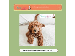 Labradoodle Puppies for Sale: Vancouver's Top Selection