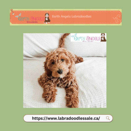 labradoodle-puppies-for-sale-vancouvers-top-selection-big-0