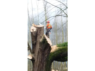 S A S Logging & Tree Service Professional Tree Services in Chilliwack, BC
