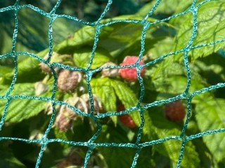 Protect Your Garden with Little Field Farm's Anti-Bird Netting