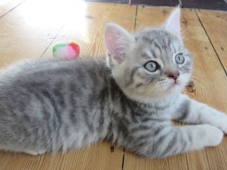 American Shorthair Daisy.