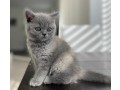 nice-british-shorthair-felix-small-0