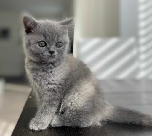 nice-british-shorthair-felix-big-0